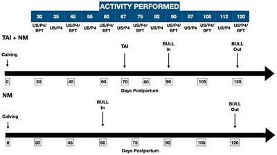 Backfat Thickness Does Affect the Restoration of Ovarian Activity Postpartum in Different Breeding Programs in Zebu Cattle